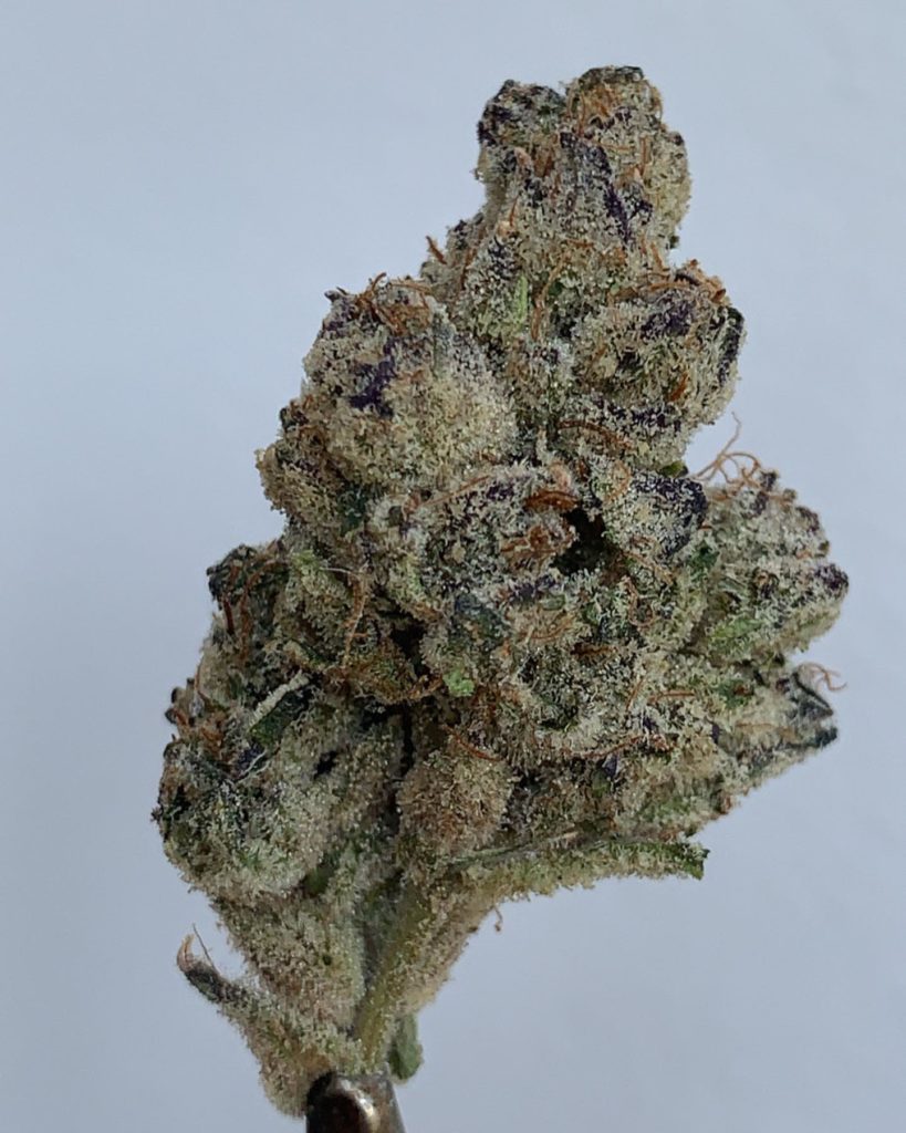 wendy by squintz strain review by wl_official619 2