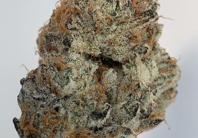 white out by cannabiotix strain review by wl_official619 2