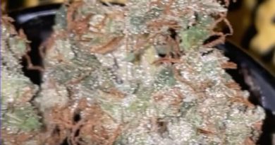 african haze #11 by bronson farms strain review by letmeseewhatusmokin