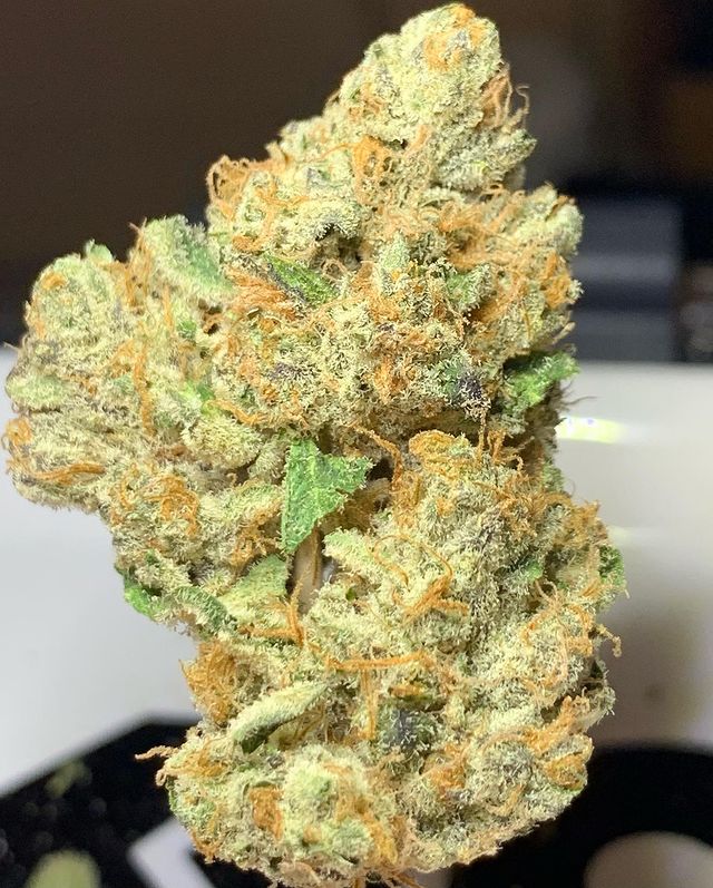 bear claw by kush company strain review by og kush lover 2
