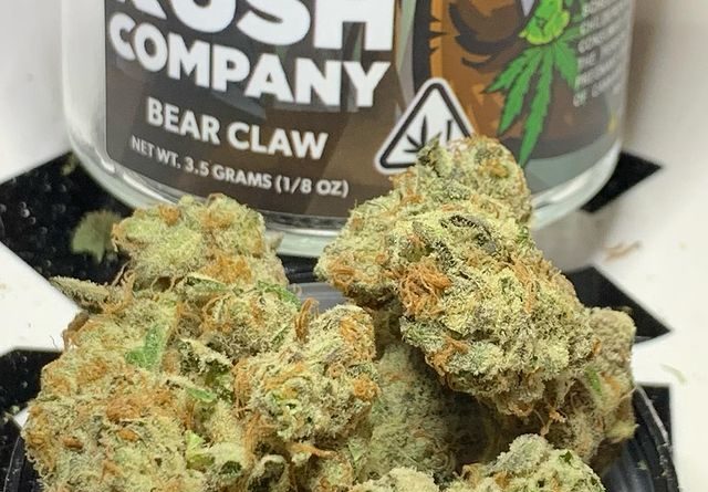 bear claw by kush company strain review by og kush lover