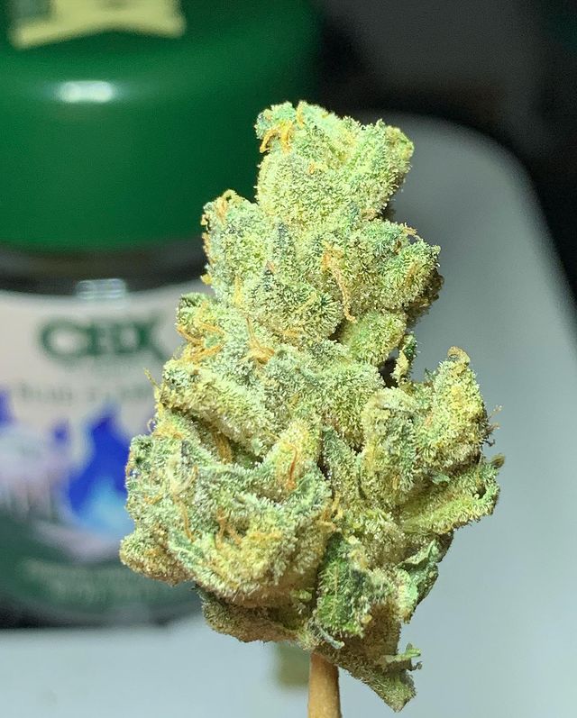 blue flame og by cannabiotix strain review by ogkushhunter 2