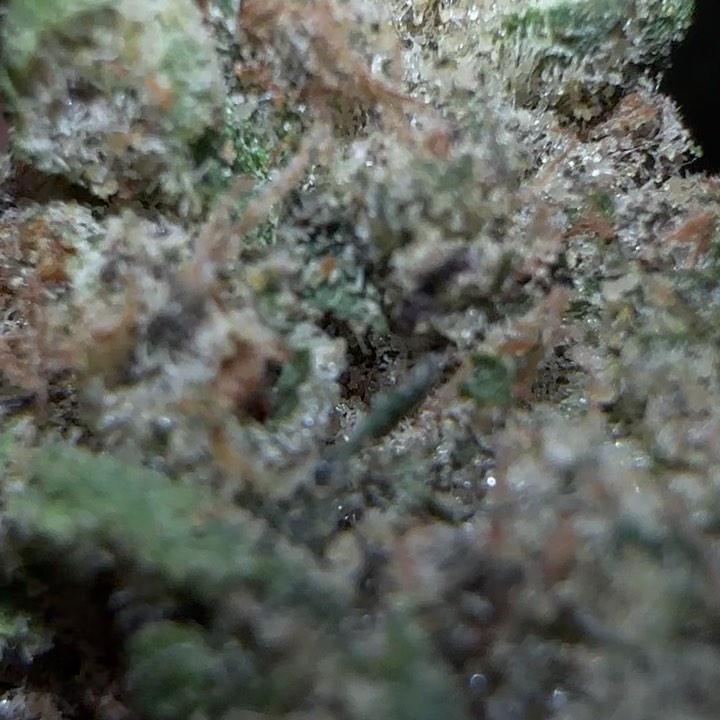 blue neonz by greasy couture strain review by fear.the.terps 2