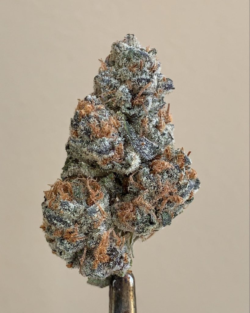 blueberry purp by wonderbrett strain review by wl_official619 2