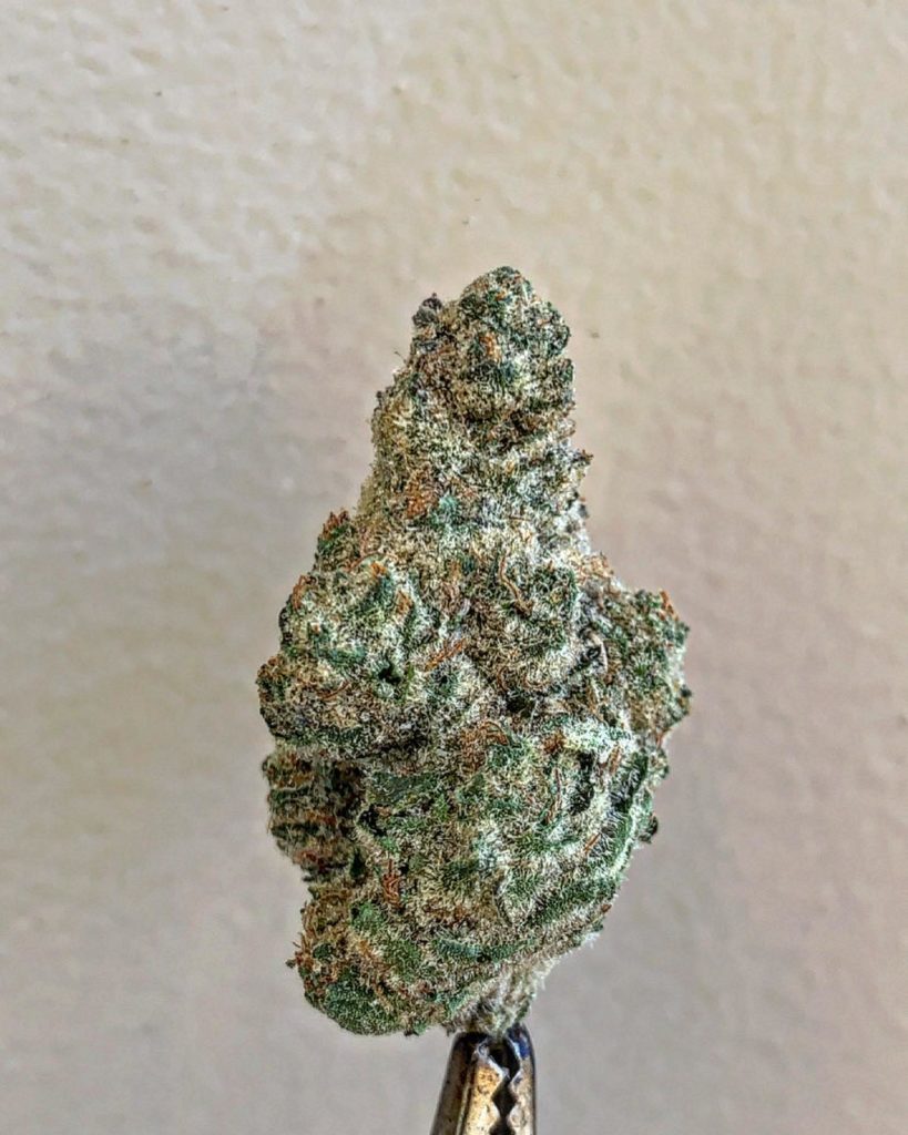 blumosa by sog army strain review by wl_official619 2