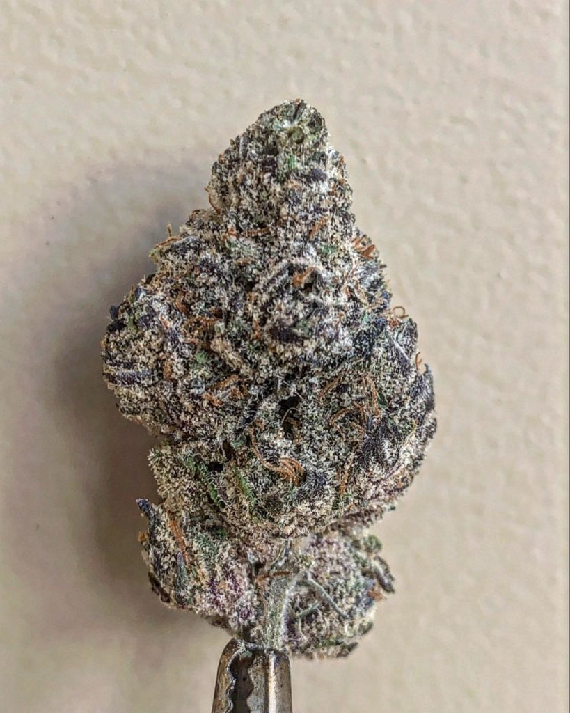 calimocho by turtle pie co strain review by wl_official619 2