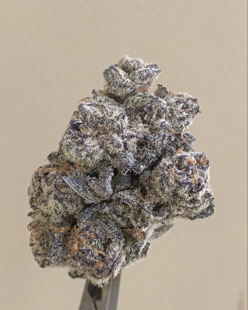 cherry jubilee by headstash strain review by wl_official619 2