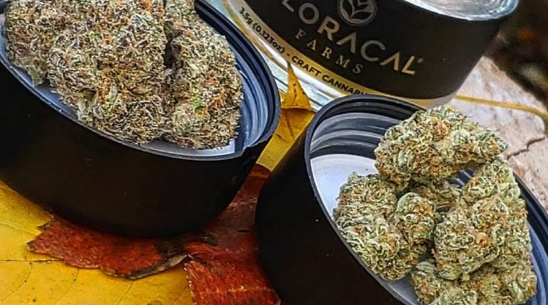 cresco floracal showdown kush mints vs vanilla cake by theweedadvocate