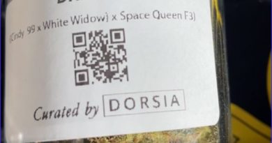 drizella by dorsia strain review by letmeseewhatusmokin