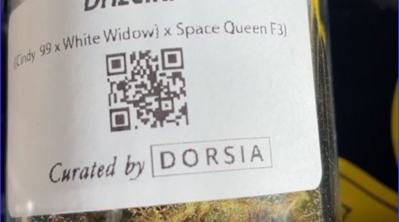 drizella by dorsia strain review by letmeseewhatusmokin