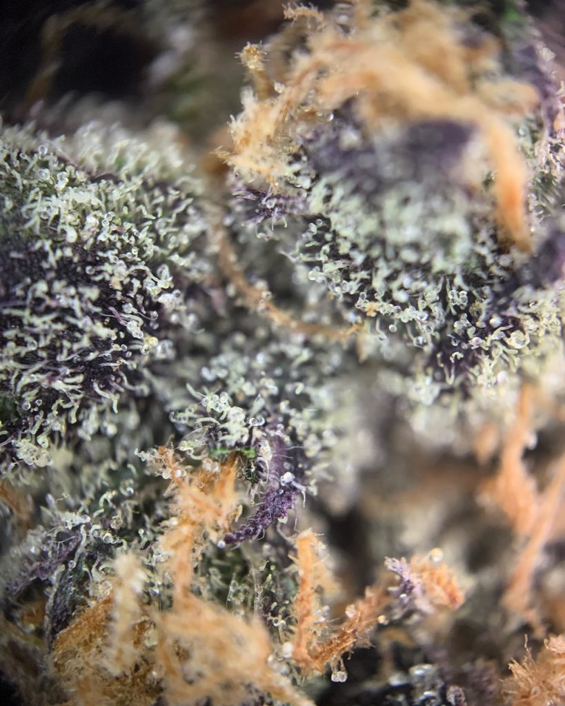 fiji sunset by trichome farms strain review by pnw.chronic 2