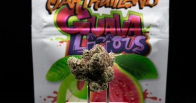 guavalicious by oakfruitland strain review by caleb chen.jpg