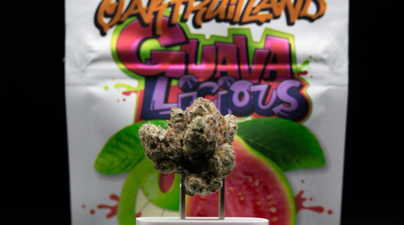 guavalicious by oakfruitland strain review by caleb chen.jpg