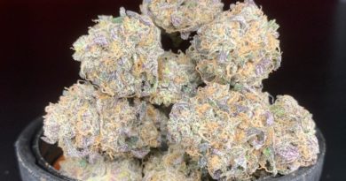 horchata breath by boring glory strain review by pnw.chronic