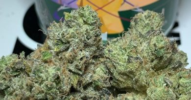 jet lag og by cannabiotix strain review by ogkushhunter