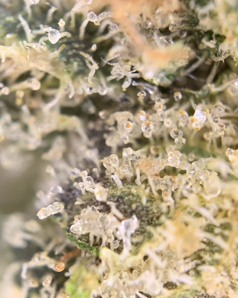 martian fruit by boring glory strain review by pnw.chronic 2