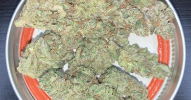 martian fruit by boring glory strain review by pnw.chronic