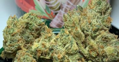 mountain sage by cannabiotix strain review by og kush hunter 2