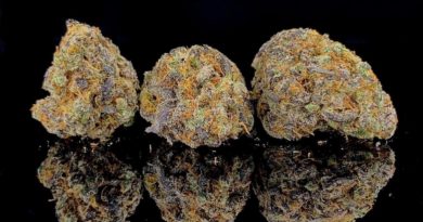 orange cannoli by louis vuchron strain review by pnw.chronic