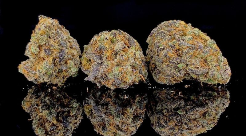 orange cannoli by louis vuchron strain review by pnw.chronic
