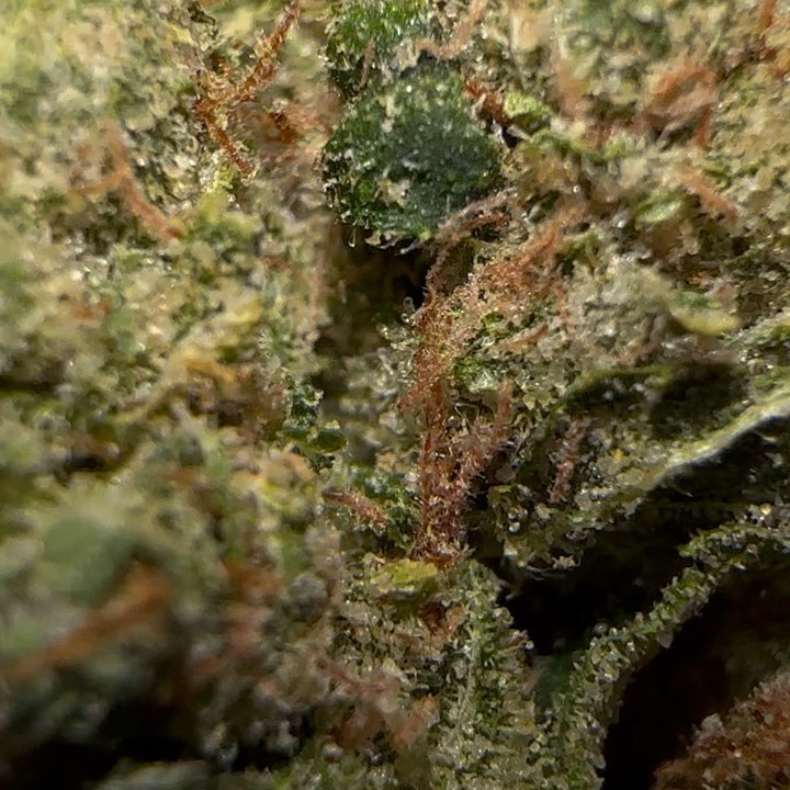 secret sour by greasy couture strain review by fear.the.terps 2