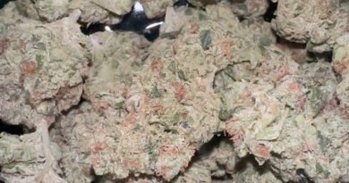 secret sour by greasy couture strain review by fear.the.terps