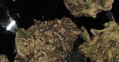 sherb cream pie by the real sheesh strain review by fear.the.terps