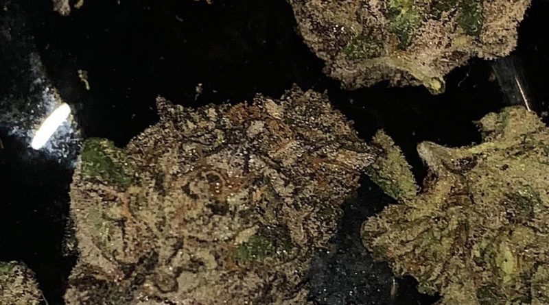 sherb cream pie by the real sheesh strain review by fear.the.terps