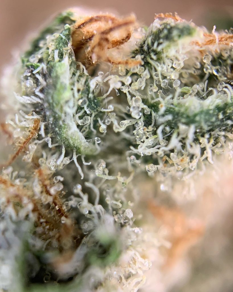 strawberry pie by boring glory strain review by pnw.chronic 2