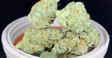 strawberry pie by boring glory strain review by pnw.chronic