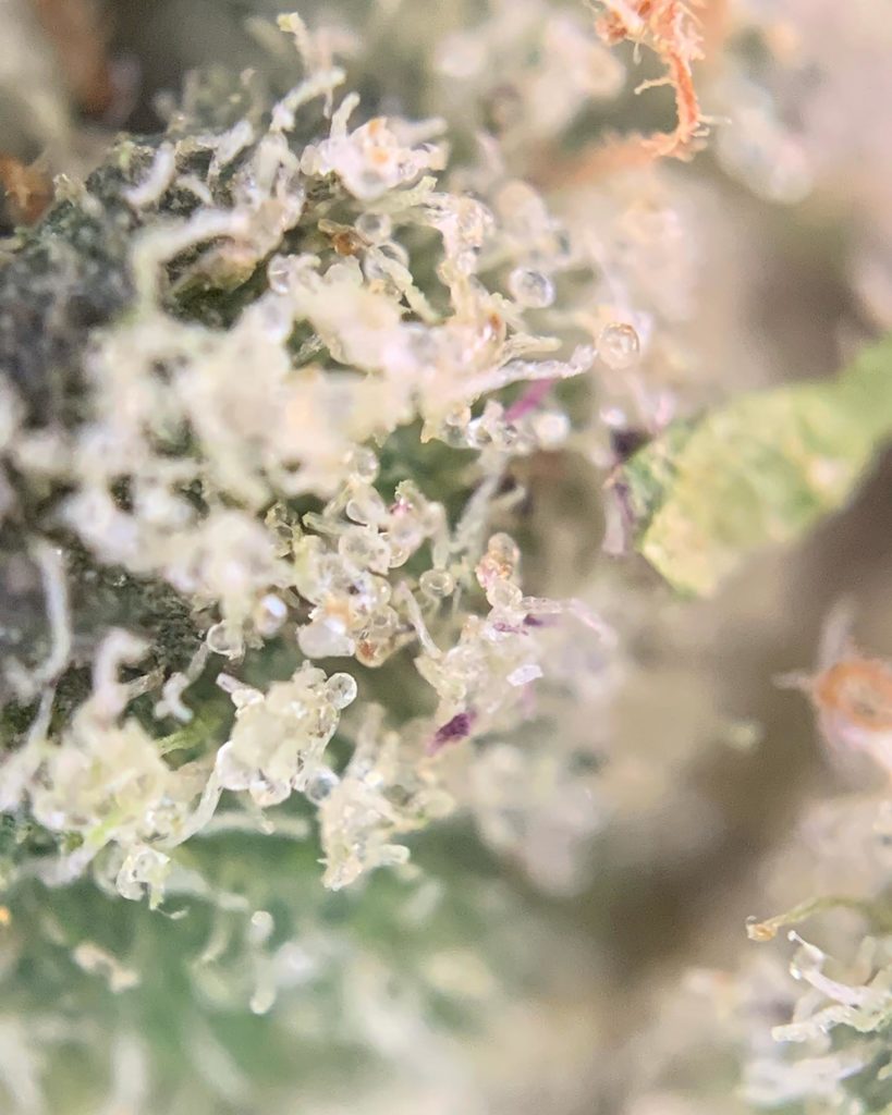sugar berry scone by louis vuchron strain review by pnw.chronic 3