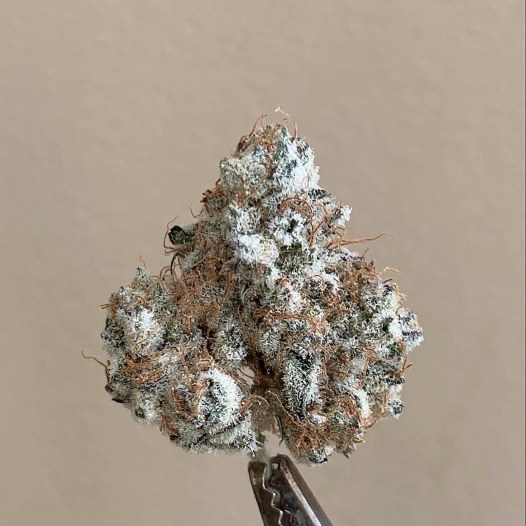 sugar cake #27 by jungle boys strain review by wl_official619