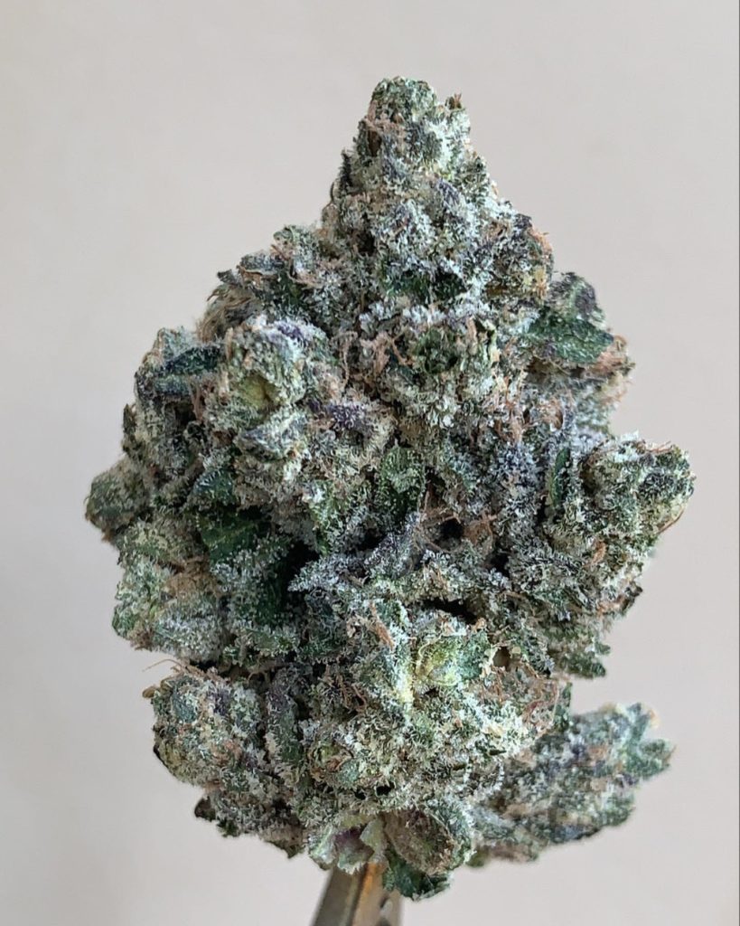 sunset gas by cream of the crop gardens strain review by wl_official619 2