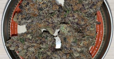 swiss watch by highly cultivated strain review by pnw.chronic 2