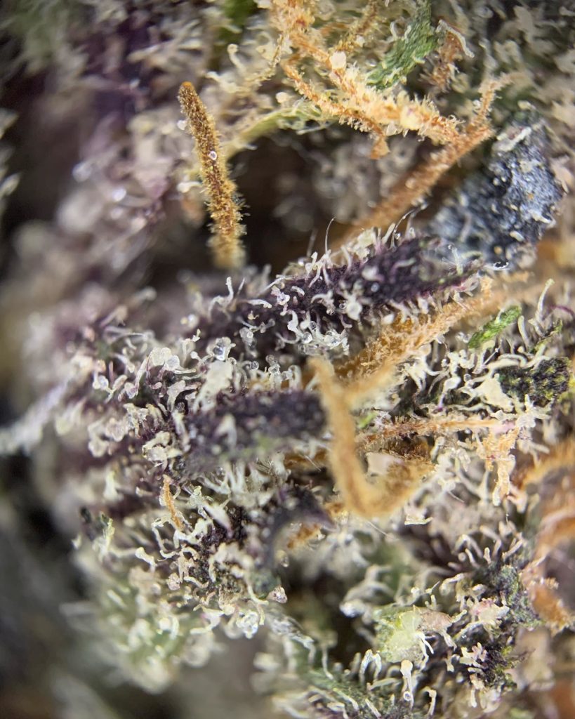 swiss watch by highly cultivated strain review by pnw.chronic 3