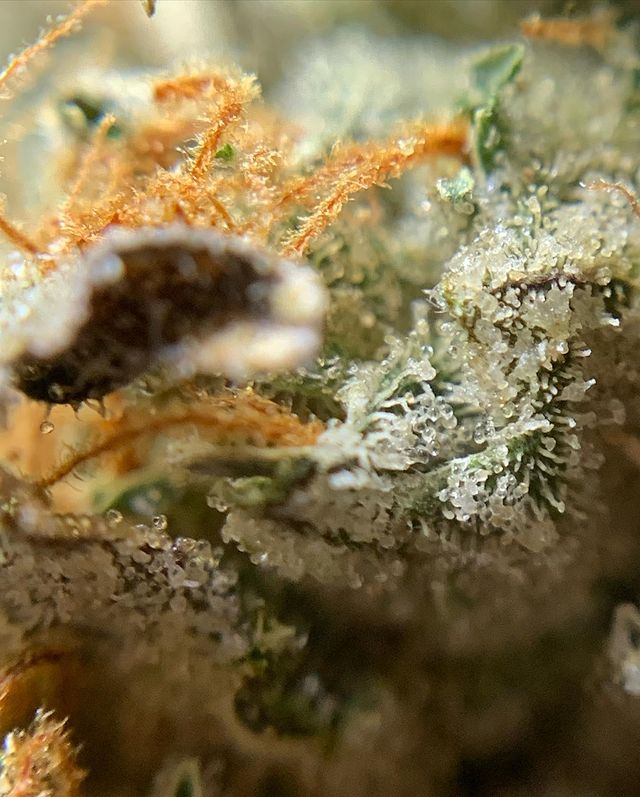 the silk by cannabiotix strain review by ogkushhunter 3