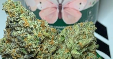 the silk by cannabiotix strain review by ogkushhunter