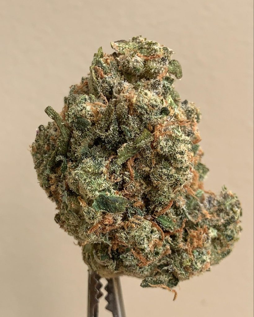 xj-13 by thc design strain review by wl_official619