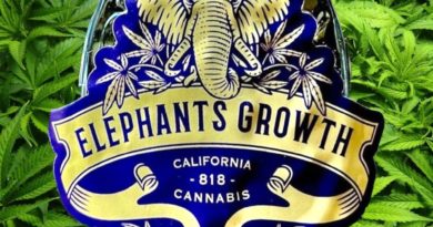 41 by elephants growth strain review by thethcspot