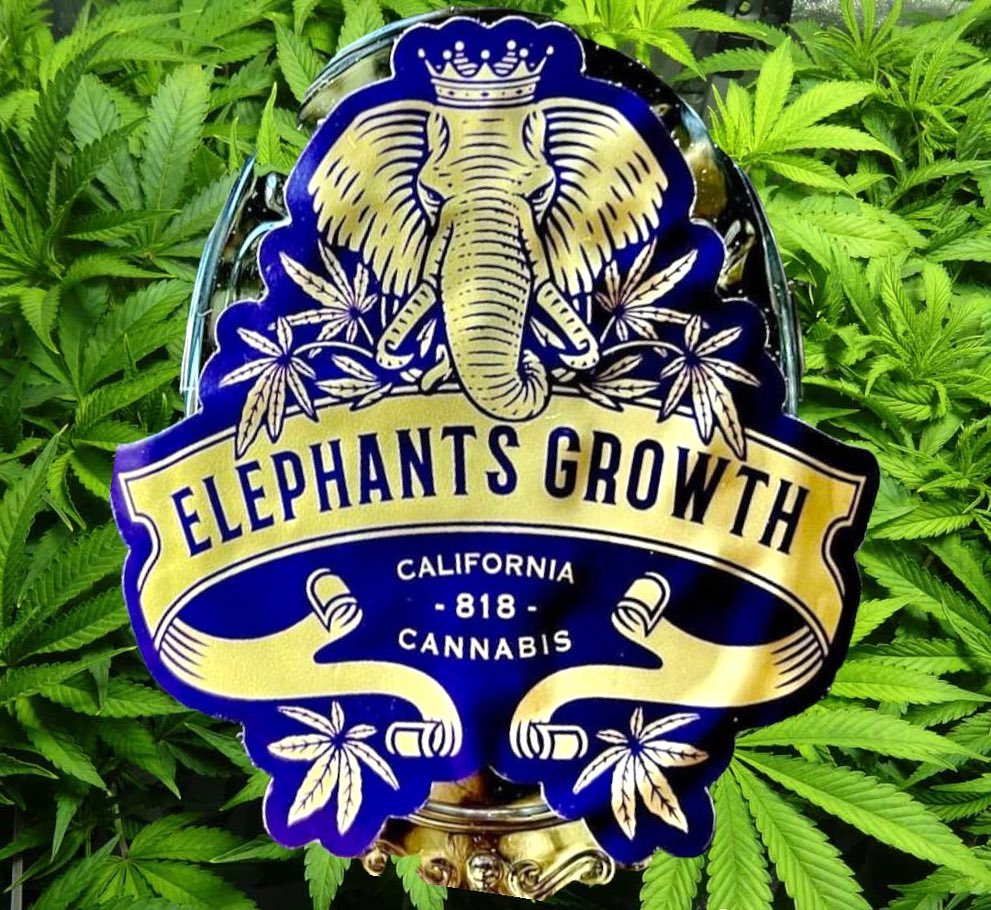 41 by elephants growth strain review by thethcspot