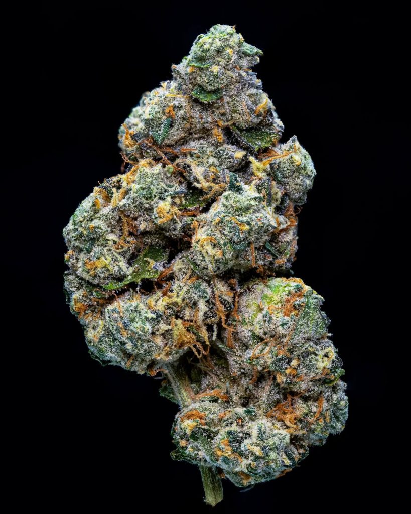 animal face by top shelf genetics uk strain review by thebudstudio 2