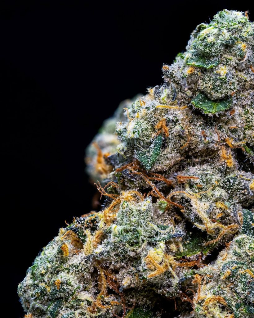 animal face by top shelf genetics uk strain review by thebudstudio 3