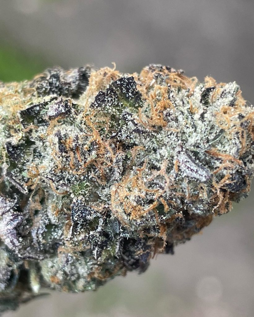 apple gelato by fresh baked strain review by thethcspot 2