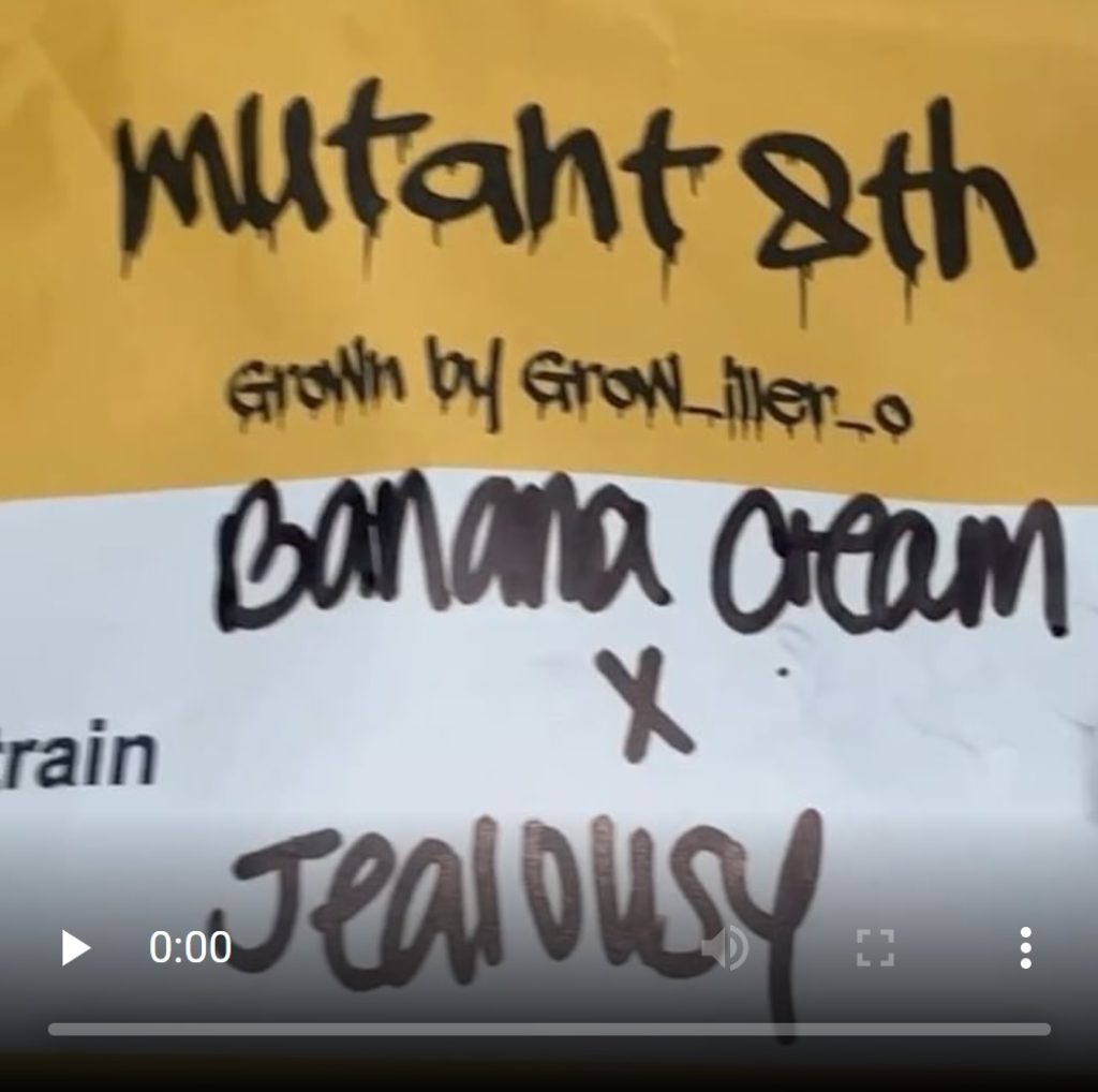 banana cream x jealousy by grow iller o x loyalty7_icmag strain review by letmeseewhatusmokin