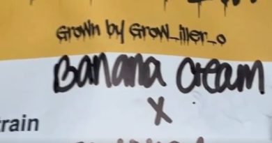 banana cream x jealousy by grow iller o x loyalty7_icmag strain review by letmeseewhatusmokin