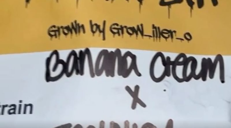 banana cream x jealousy by grow iller o x loyalty7_icmag strain review by letmeseewhatusmokin