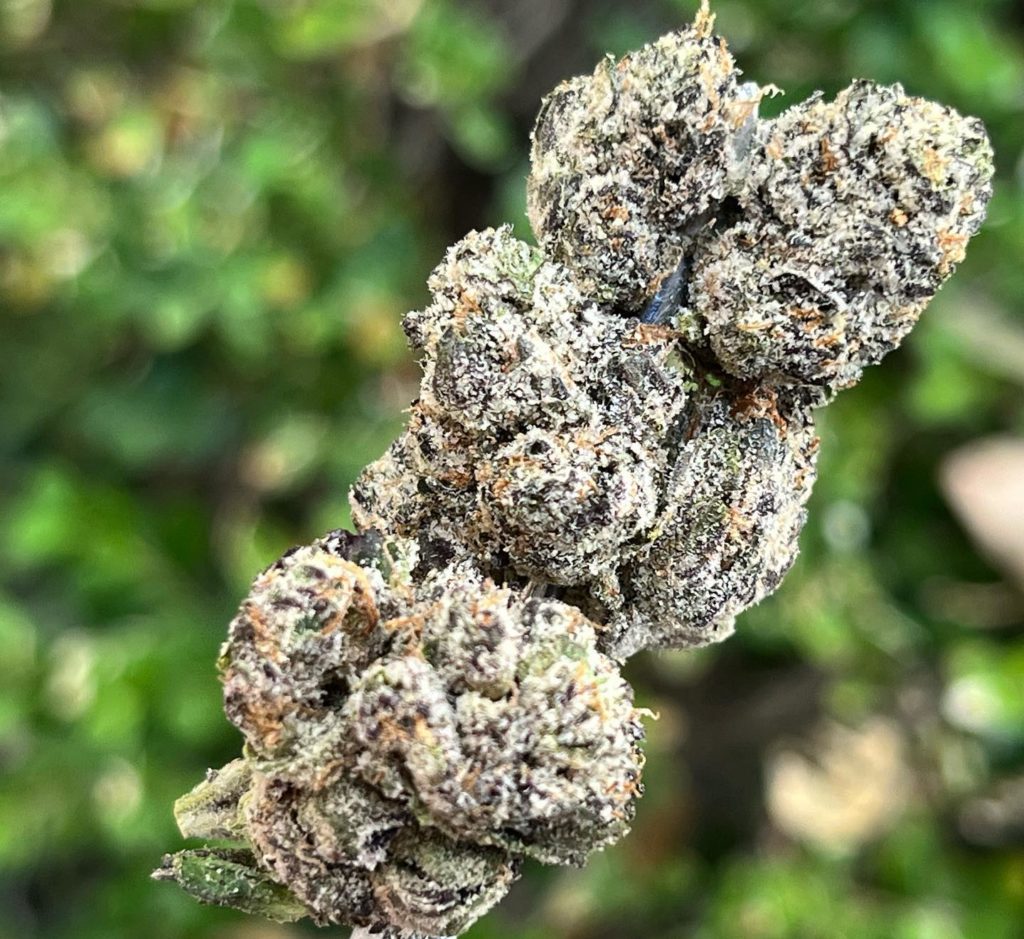 cherry lemonade by empire genetics strain review by thethcspot 2