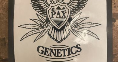 don johnson by pax genetics strain review by toptierterpsma