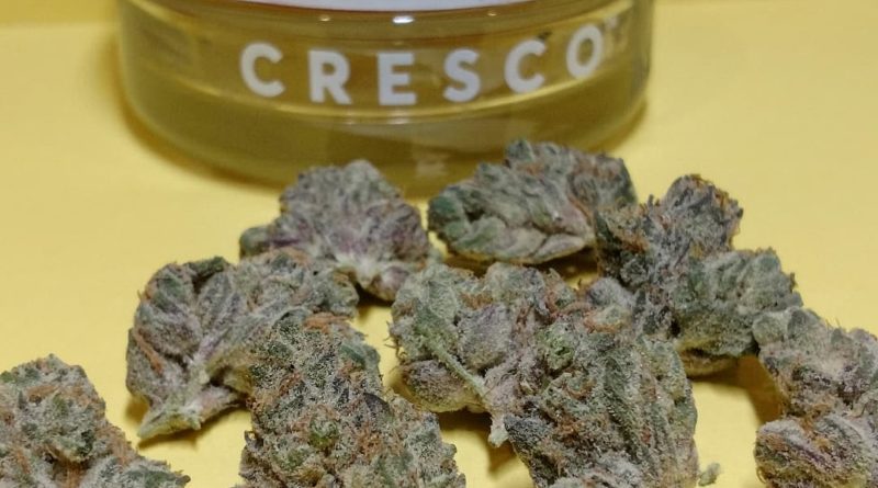gas station sushi by cresco strain review by medsforheads