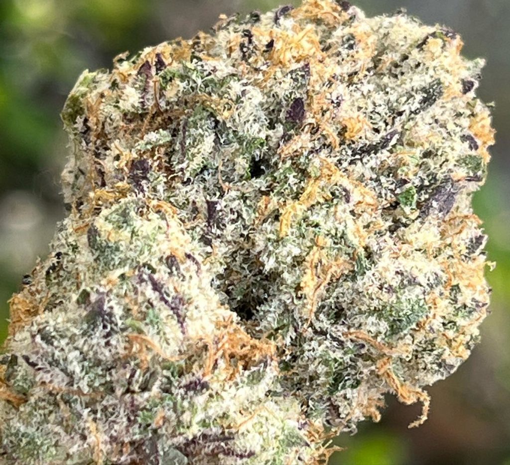 grape depression by life is not grape strain review by thethcspot 3